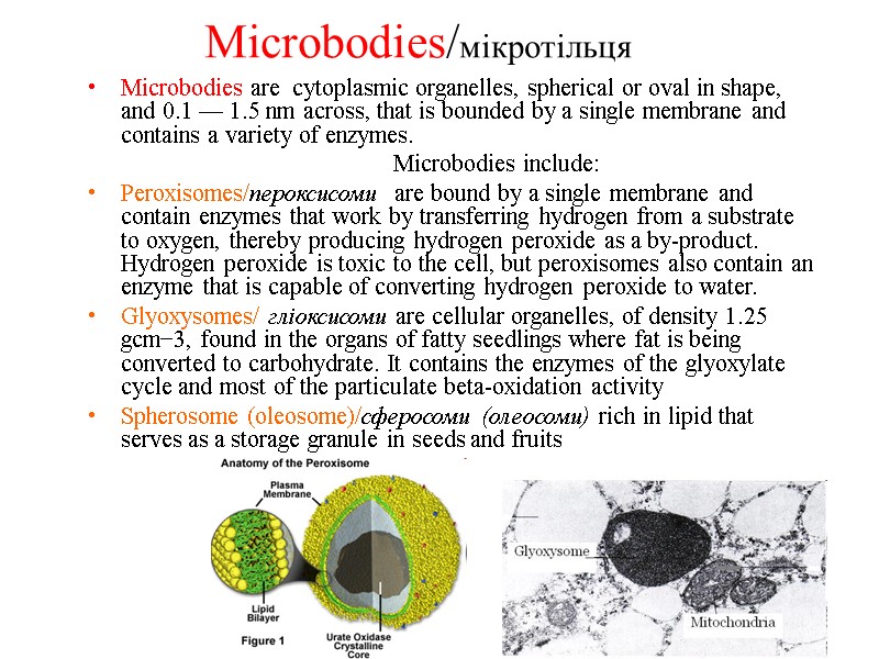 Microbodies/мікротільця Microbodies are  cytoplasmic organelles, spherical or oval in shape, and 0.1 —